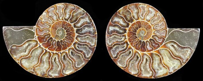 Polished Ammonite Pair - Agatized #56277